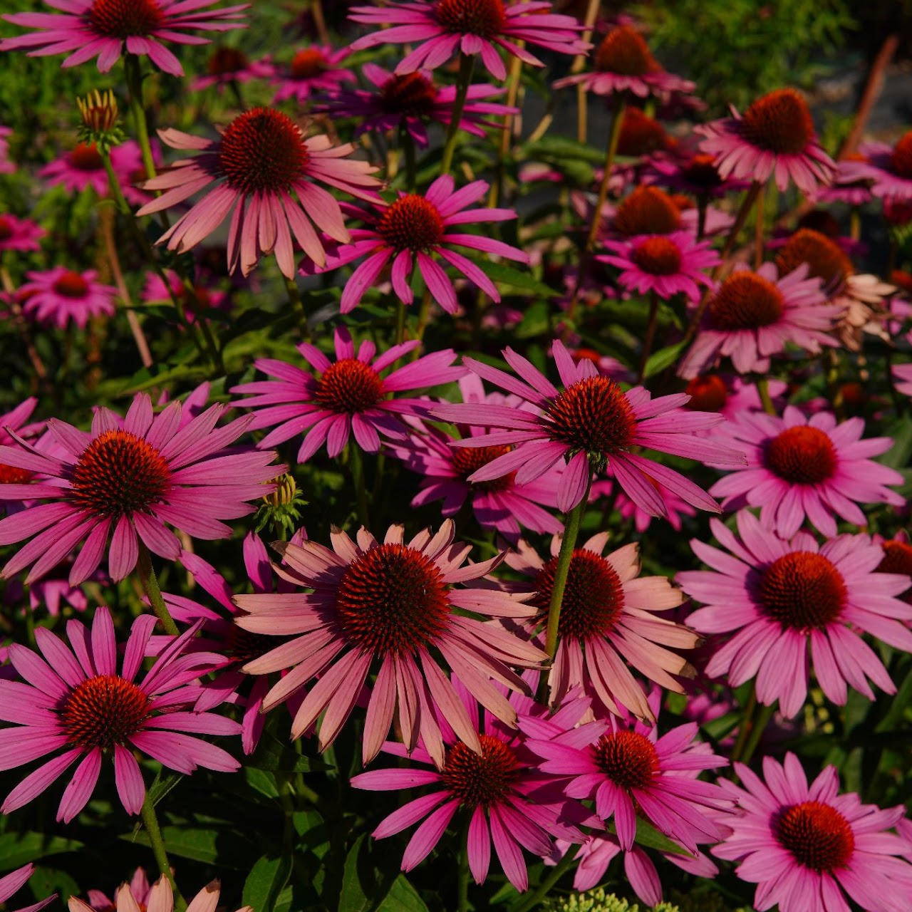 EaseInLense portofoliu 10