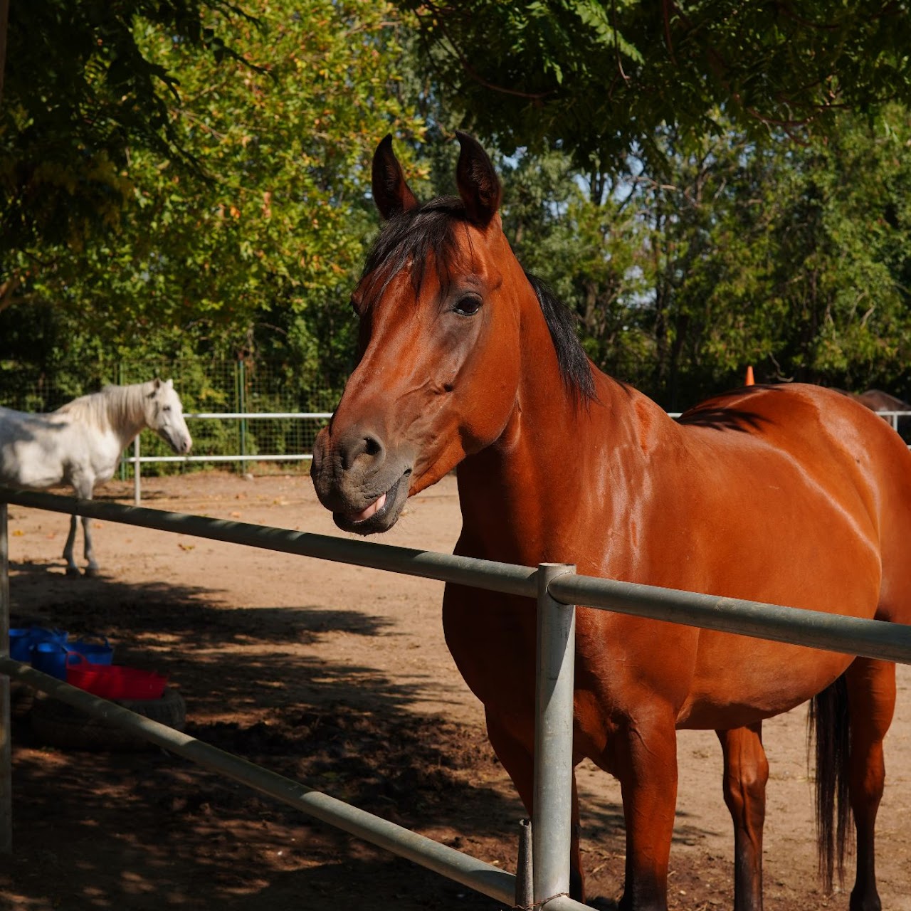 Animale 5