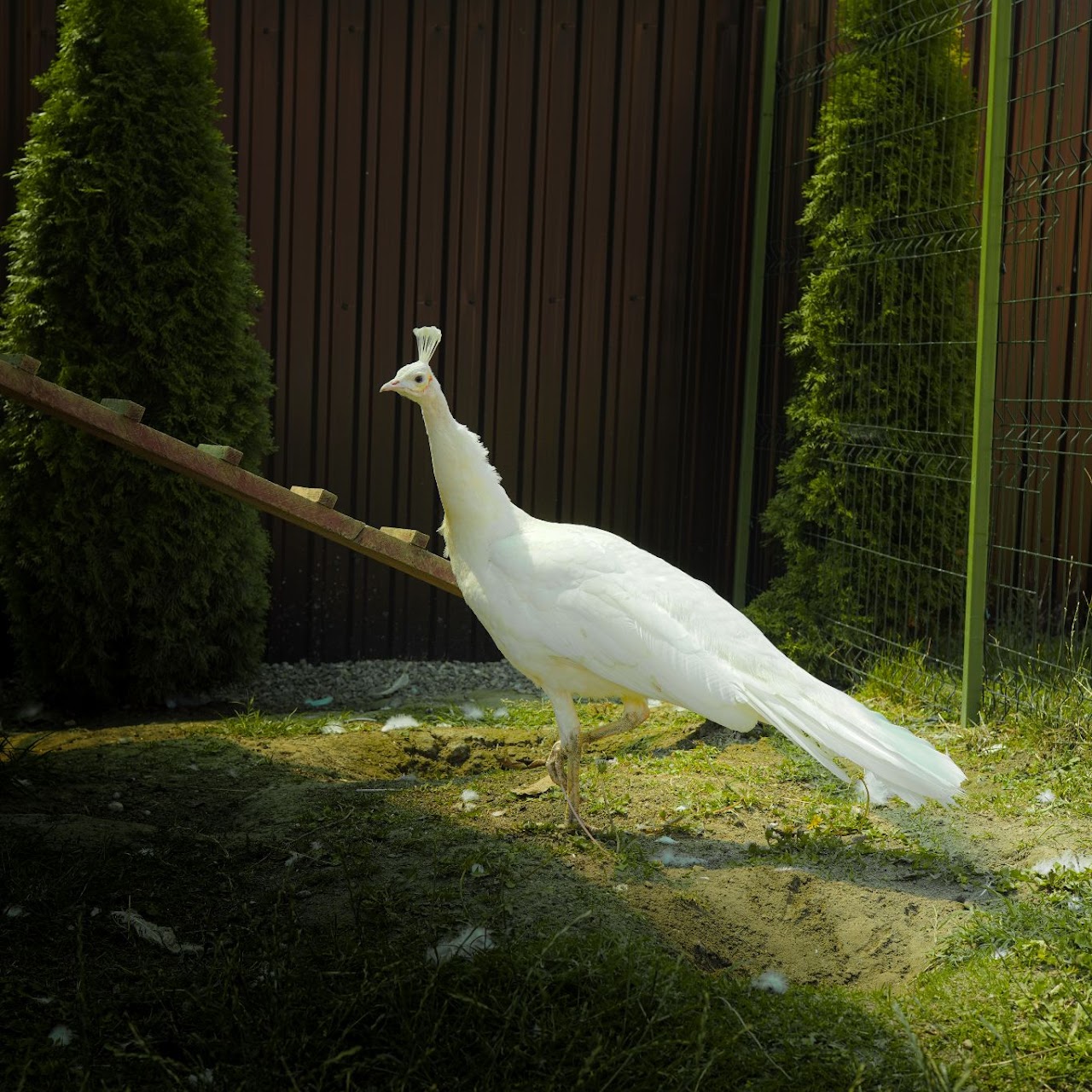 Animale 7