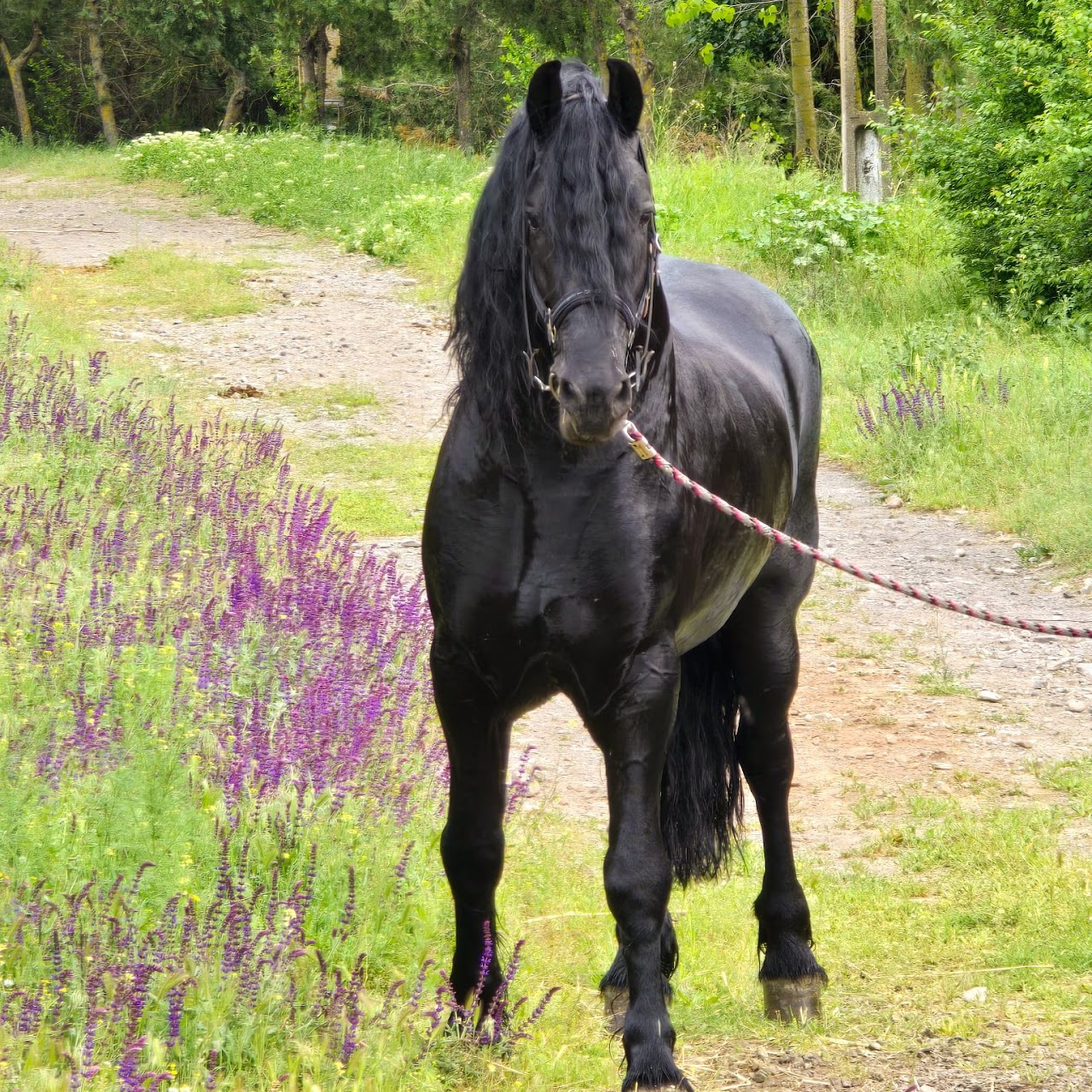 Animale 8